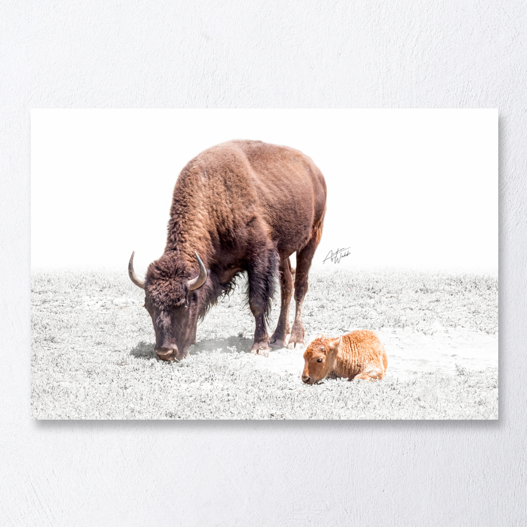 Mother and calf bison fine art portrait on white background.
Grazing mother bison and resting calf with desaturated grass.
Bison wildlife photography featuring mother and baby calf.
Minimalist bison portrait with white background.
Peaceful mother bison with calf resting, fine art print.
Mother and calf bison nature photography on white backdrop.
Wildlife art featuring mother bison grazing beside her calf.
Bison family portrait in fine art style, white background.
Resting calf and grazing mother bison