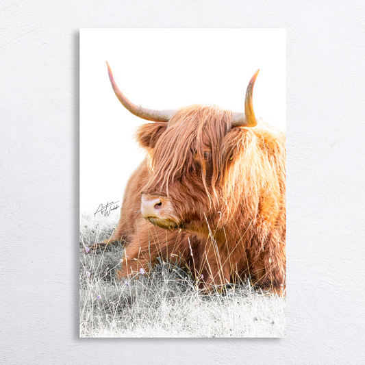 Napping Highland cow portrait on white background, fine art photography.
Highland cow resting in grass, relaxed expression, white backdrop.
Cropped Highland cow portrait with serene look, minimalist design.
Napping Highland cow with shaggy coat, white background wildlife art.
Peaceful Highland cow resting, fine art print for rustic decor.