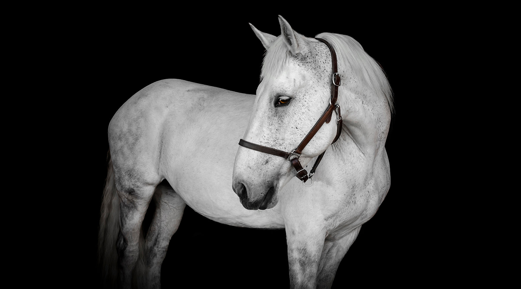 Horse Black Background Photography Session in Georgia and South Carolina. Horse White Background Portraits in Georgia and South Carolina