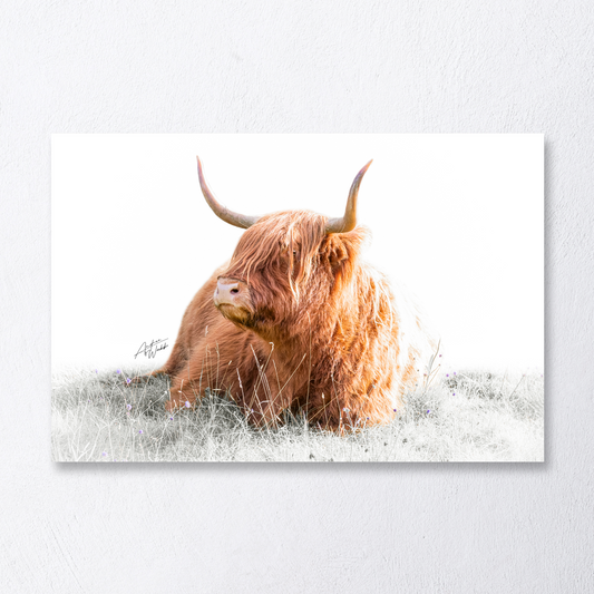 Napping Highland cow portrait on white background, fine art photography.
Highland cow resting in grass, relaxed expression, white backdrop.
Cropped Highland cow portrait with serene look, minimalist design.
Napping Highland cow with shaggy coat, white background wildlife art.
Peaceful Highland cow resting, fine art print for rustic decor.