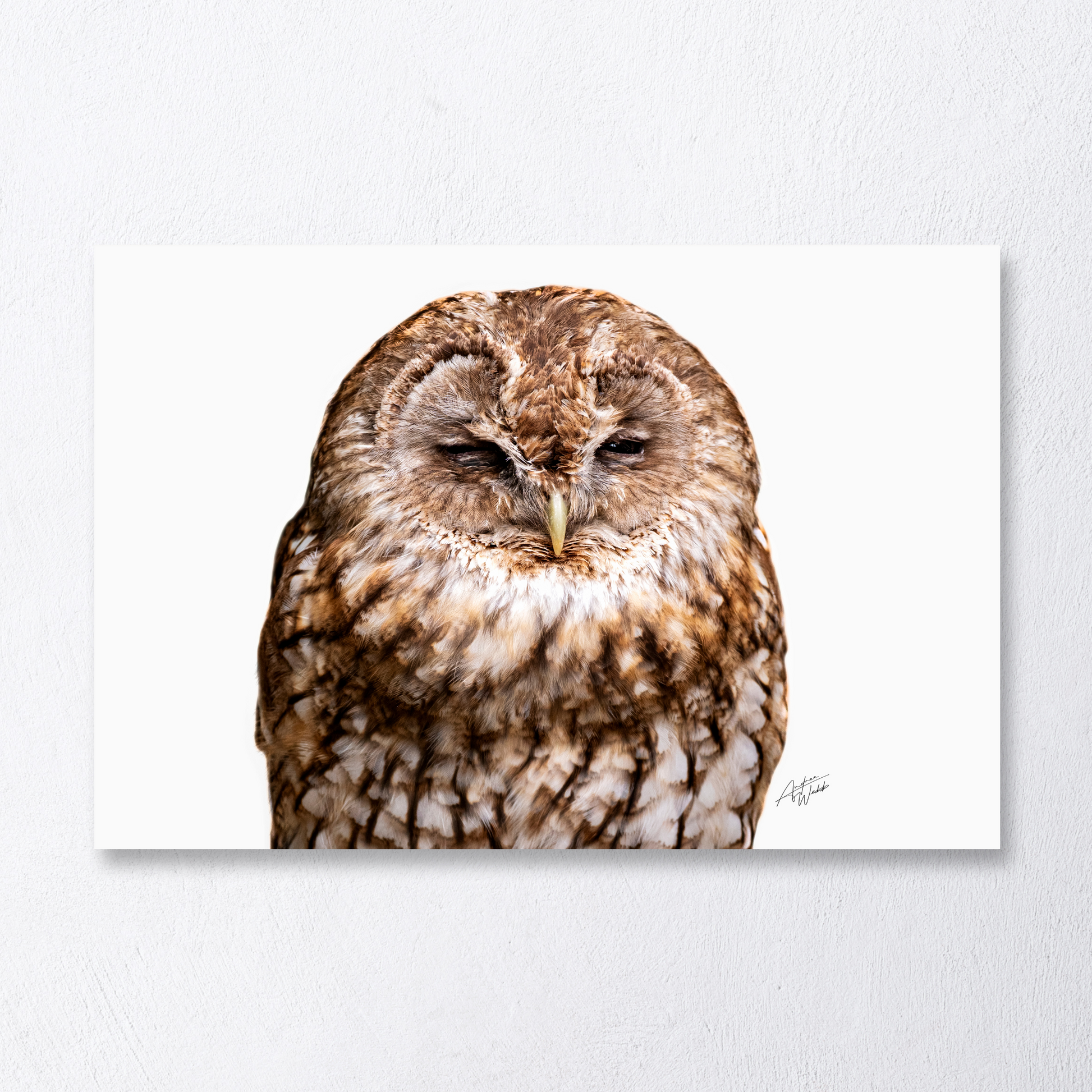 Tawny owl on white background with eyes half-closed, fine art portrait.
Serene tawny owl with gentle expression on minimalist white backdrop.
Close-up of tawny owl with half-closed eyes, white background.
Relaxed tawny owl portrait, fine art print on white background.
Calm tawny owl with half-closed eyes, nature photography.
Tawny owl art print with tranquil expression on white background.
Half-asleep tawny owl fine art portrait, minimalist style.
Close-up tawny owl on white background