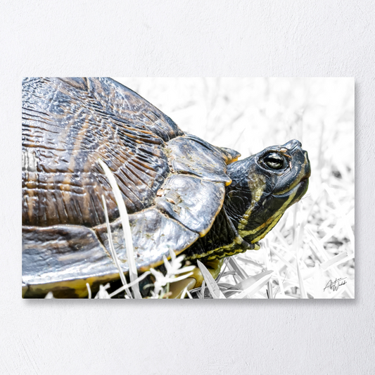 Yellow-bellied slider, turtle portrait, white background, reptile close-up, aquatic turtle, yellow markings, wildlife photography, turtle artwork, nature photography, slider turtle, turtle on white, detailed turtle face, animal portrait, minimalist reptile art.