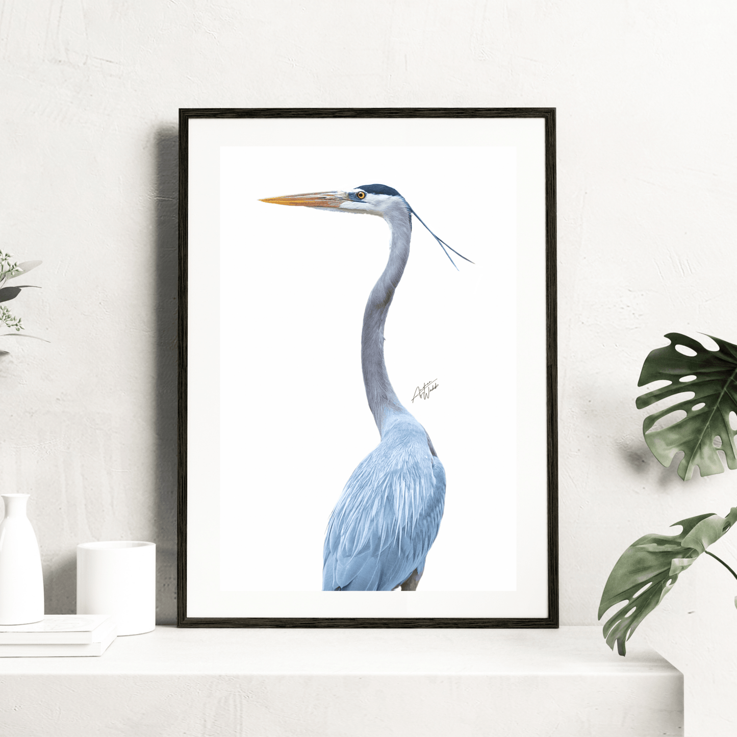 Great Blue Heron Print, Heron Art Print, White Background Heron, Great Blue Heron Portrait, Bird Photography, Heron Artwork, Great Blue Heron Close-Up, Bird on White Background