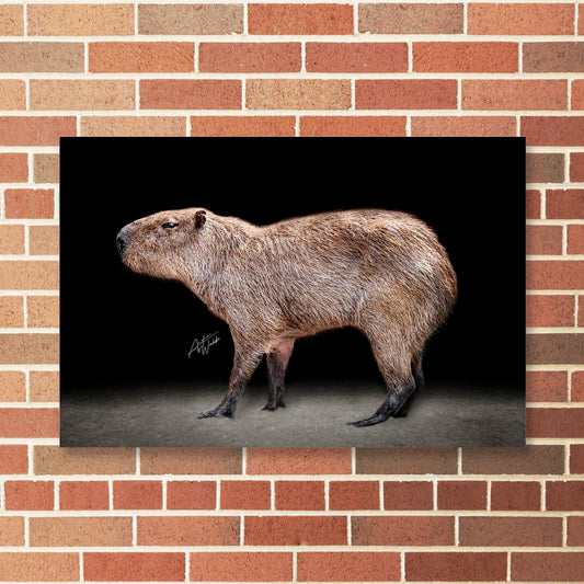 Capybara Print, Capybara Art, Black Background Capybara, Capybara Portrait, Capybara Photography, Capybara Artwork, Capybara Minimalist Art