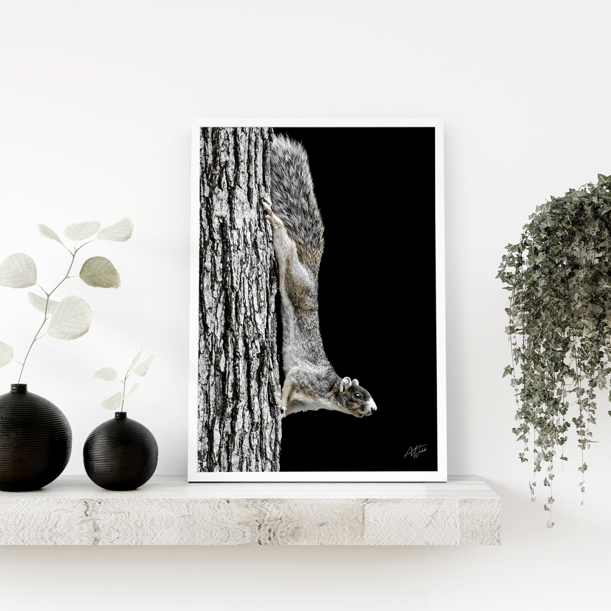 Fox Squirrel Print, Squirrel Art Print, Black Background Squirrel, Fox Squirrel Portrait, Squirrel Photography, Squirrel Artwork, Fox Squirrel on Tree, Squirrel on Black Background