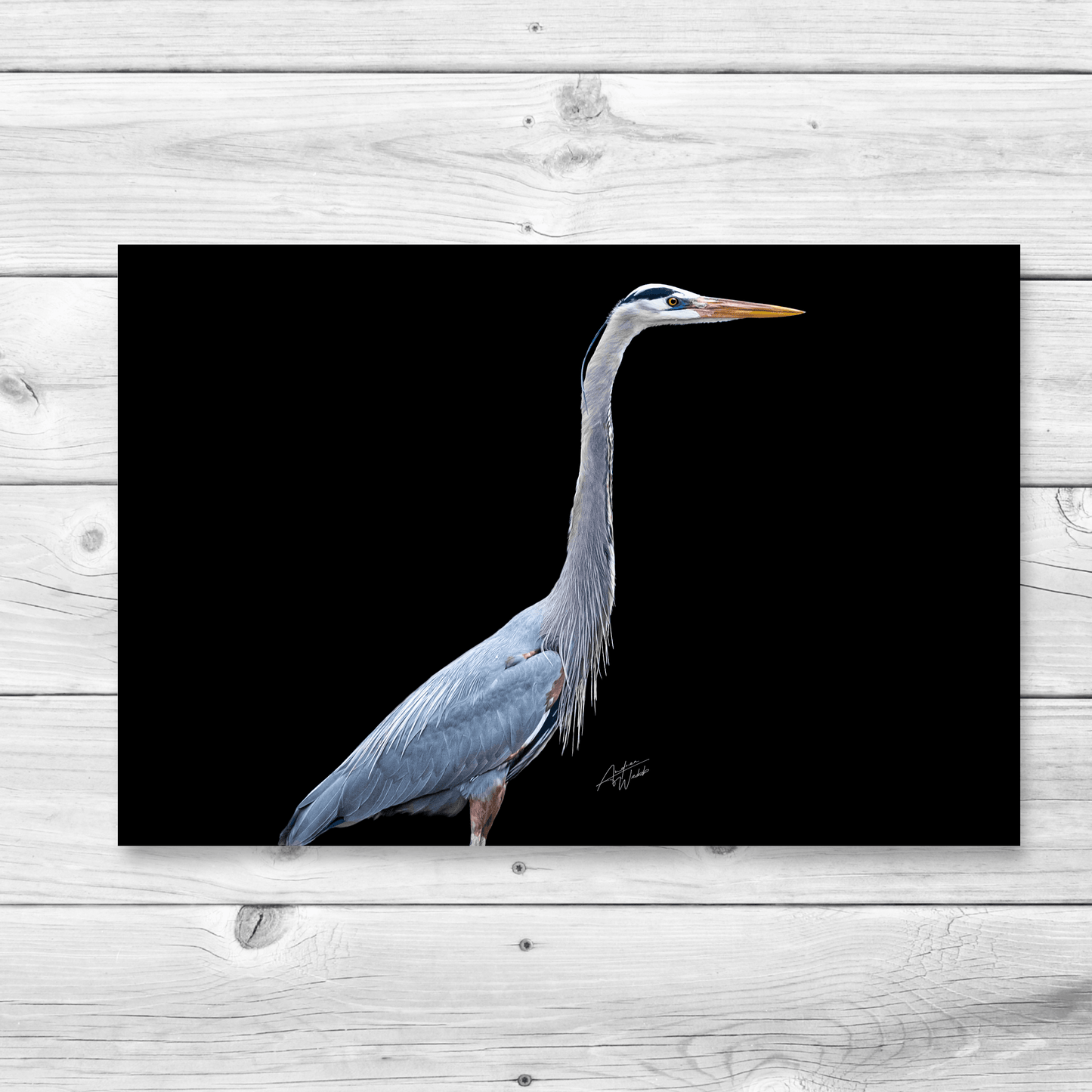 Great Blue Heron Print, Heron Art Print, Black Background Heron, Great Blue Heron Portrait, Bird Photography, Heron Artwork, Great Blue Heron Close-Up, Bird on Black Background