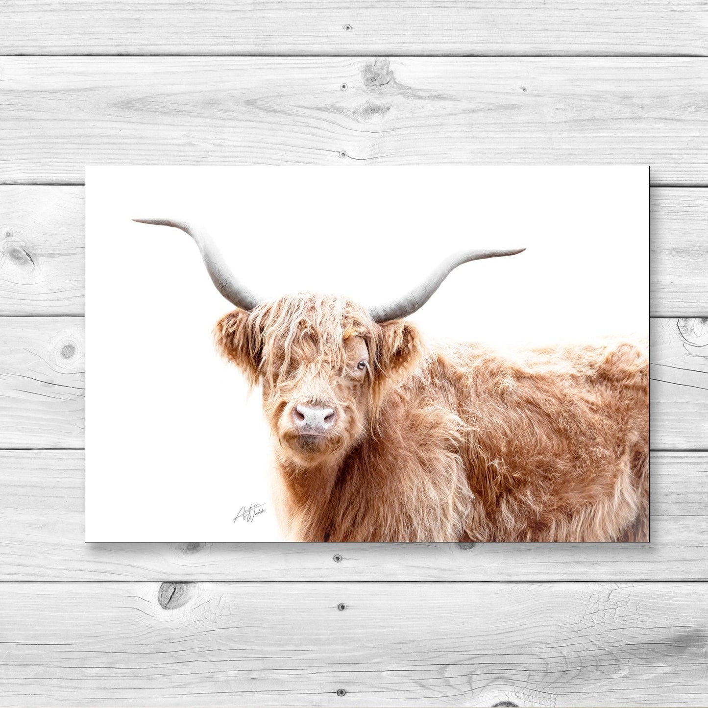 Highland Cow Print, Highland Cow Art Print, White Background Cow, Highland Cow Portrait, Cow Photography, Farm Animal Art, Highland Cow Artwork, Animal Fine Art, Highland Cow Close-Up, Cow on White Background