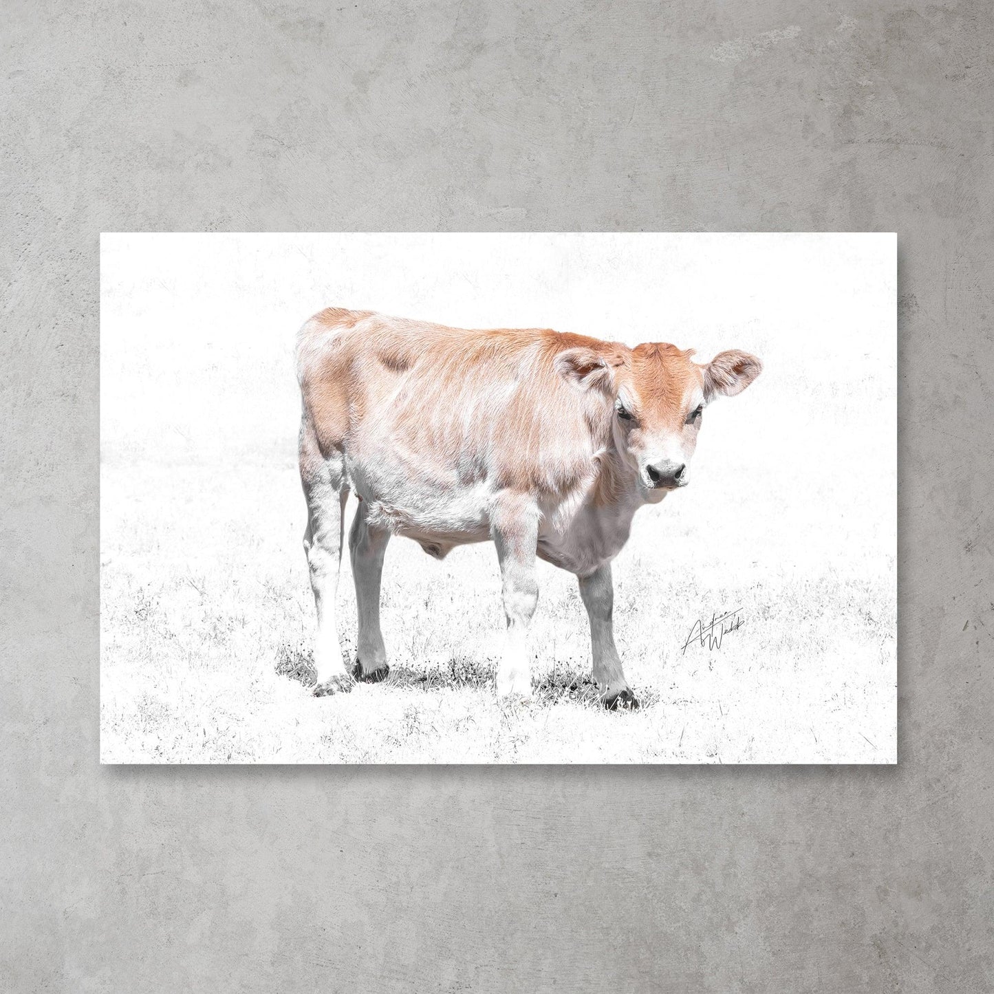 Jersey Heifer Calf Print, Heifer Calf Art Print, White Background Calf, Jersey Calf Portrait, Calf Photography, Farm Animal Art, Jersey Heifer Artwork, Animal Fine Art, Calf on White Background, Jersey Heifer Close-Up