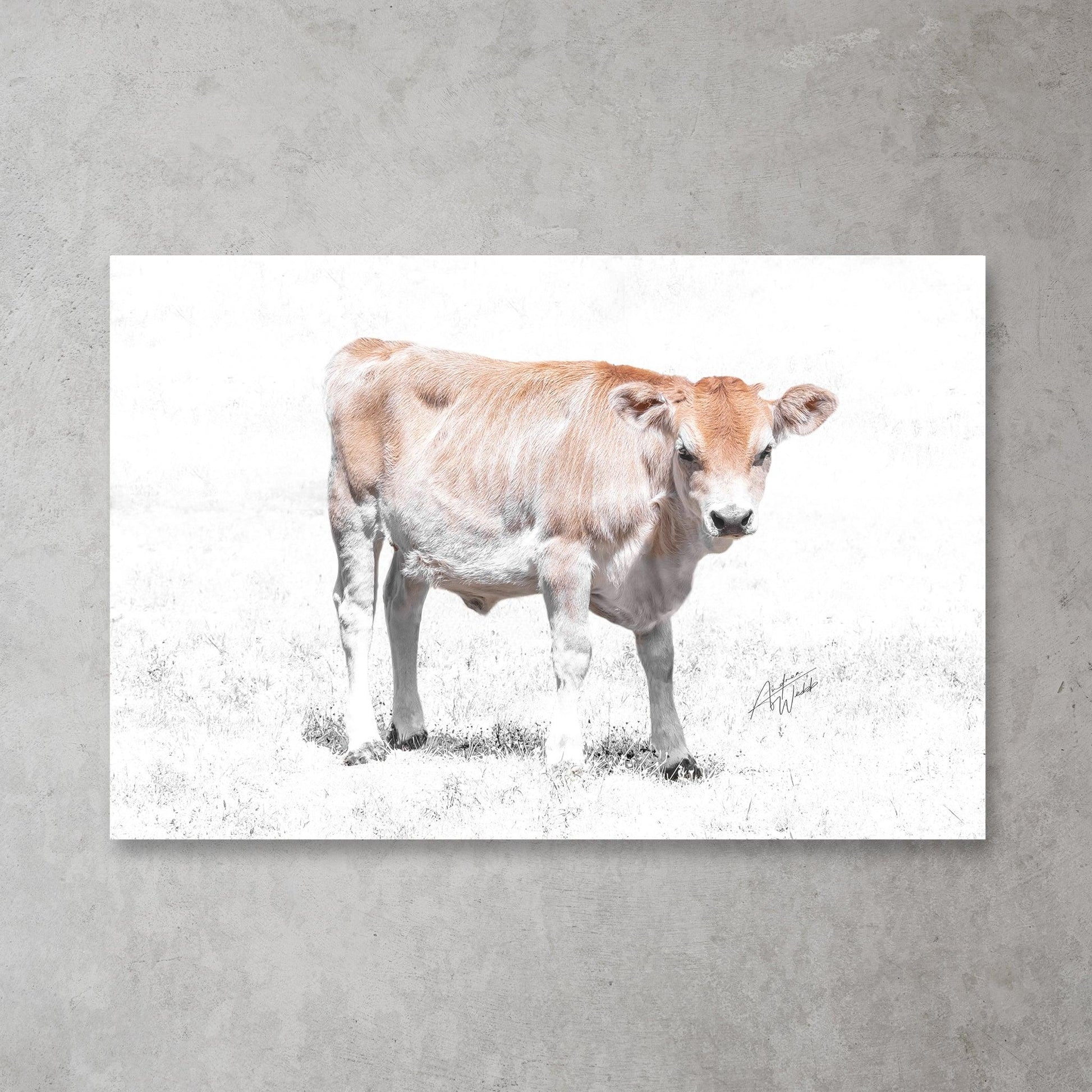 Jersey Heifer Calf Print, Heifer Calf Art Print, White Background Calf, Jersey Calf Portrait, Calf Photography, Farm Animal Art, Jersey Heifer Artwork, Animal Fine Art, Calf on White Background, Jersey Heifer Close-Up