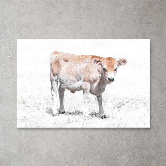 Jersey Heifer Calf Print, Heifer Calf Art Print, White Background Calf, Jersey Calf Portrait, Calf Photography, Farm Animal Art, Jersey Heifer Artwork, Animal Fine Art, Calf on White Background, Jersey Heifer Close-Up