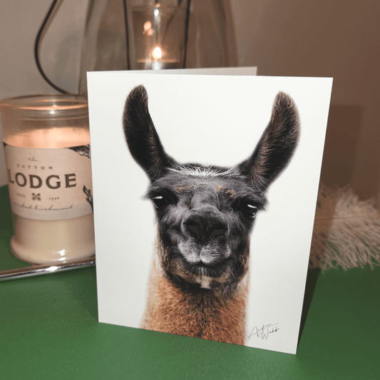 Llama Folded Notecards, Llama Notecard Set, Boxed Llama Notecards, White Background Llama Notecards, Llama Card Box Set, Llama Art Notecards, Llama Portrait Notecards, Animal Notecard Set, Llama Stationery, Llama Greeting Cards