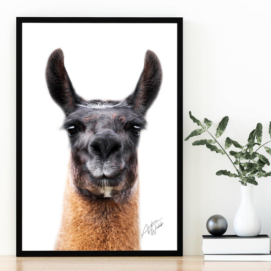 Llama Close-Up Print, Llama Art Print, White Background Llama, Llama Portrait, Llama Photography, Animal Fine Art, Llama Artwork, Llama on White Background, Detailed Llama Print, Wildlife Art