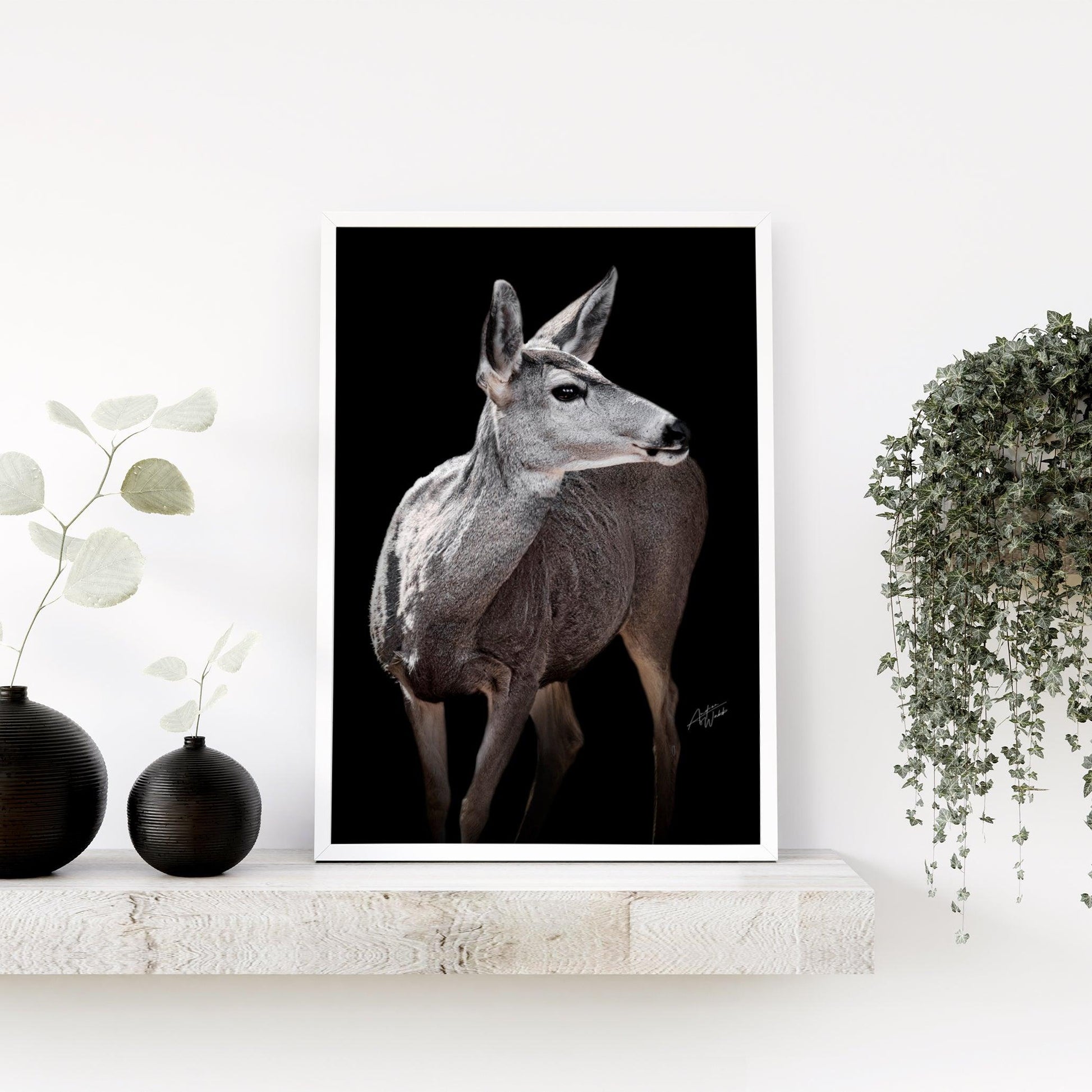 Mule Deer Doe on Black Background - Andrea Webb Photography