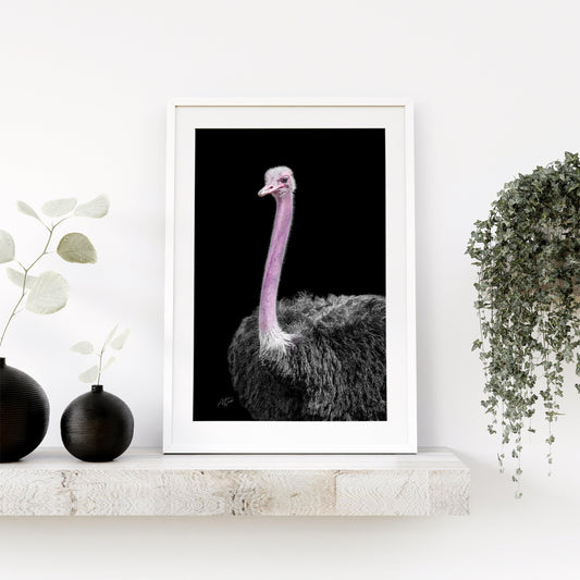 Ostrich fine art print on black background
Wildlife portrait of ostrich with bold backdrop
Elegant ostrich wall art for home decor
Ostrich artwork featuring expressive personality
Minimalist ostrich print with black background
