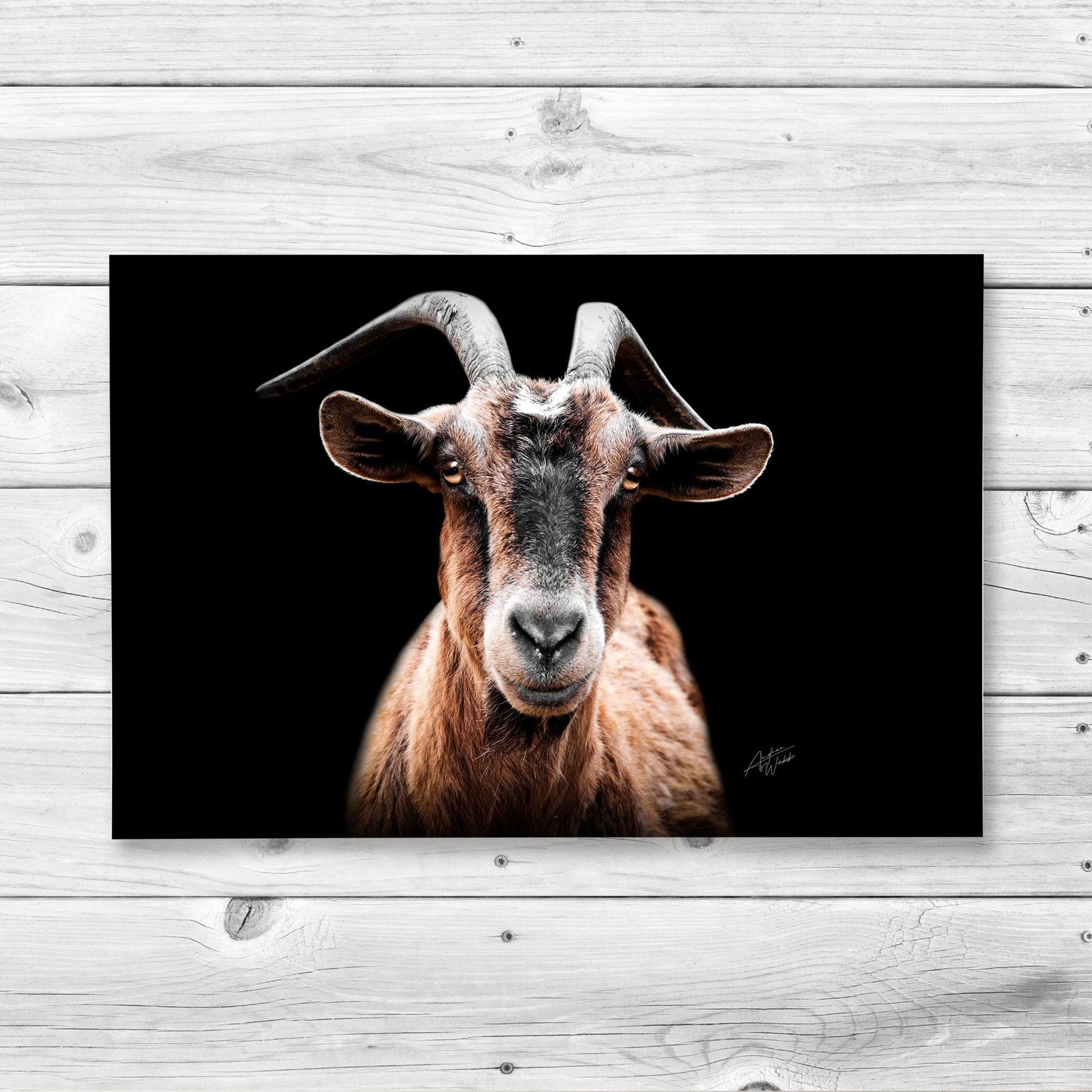Pygmy Alpine goat fine art print on black background
Wildlife portrait of Pygmy Alpine goat with dark backdrop
Charming Pygmy goat wall art for home decor
Rustic Pygmy Alpine goat artwork for office or home
Playful Pygmy goat print with black background