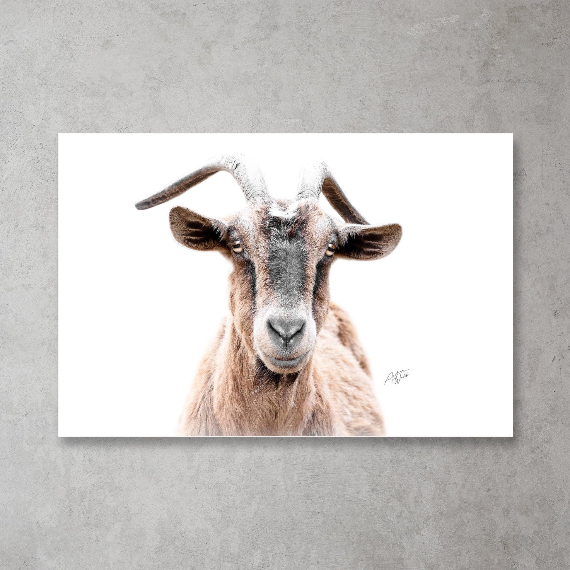 Pygmy Alpine goat fine art print on white background
Adorable Pygmy goat portrait with white backdrop
Minimalist Pygmy Alpine goat wall art for home decor
Playful Pygmy Alpine goat print for office or home
Charming Pygmy goat artwork on white background