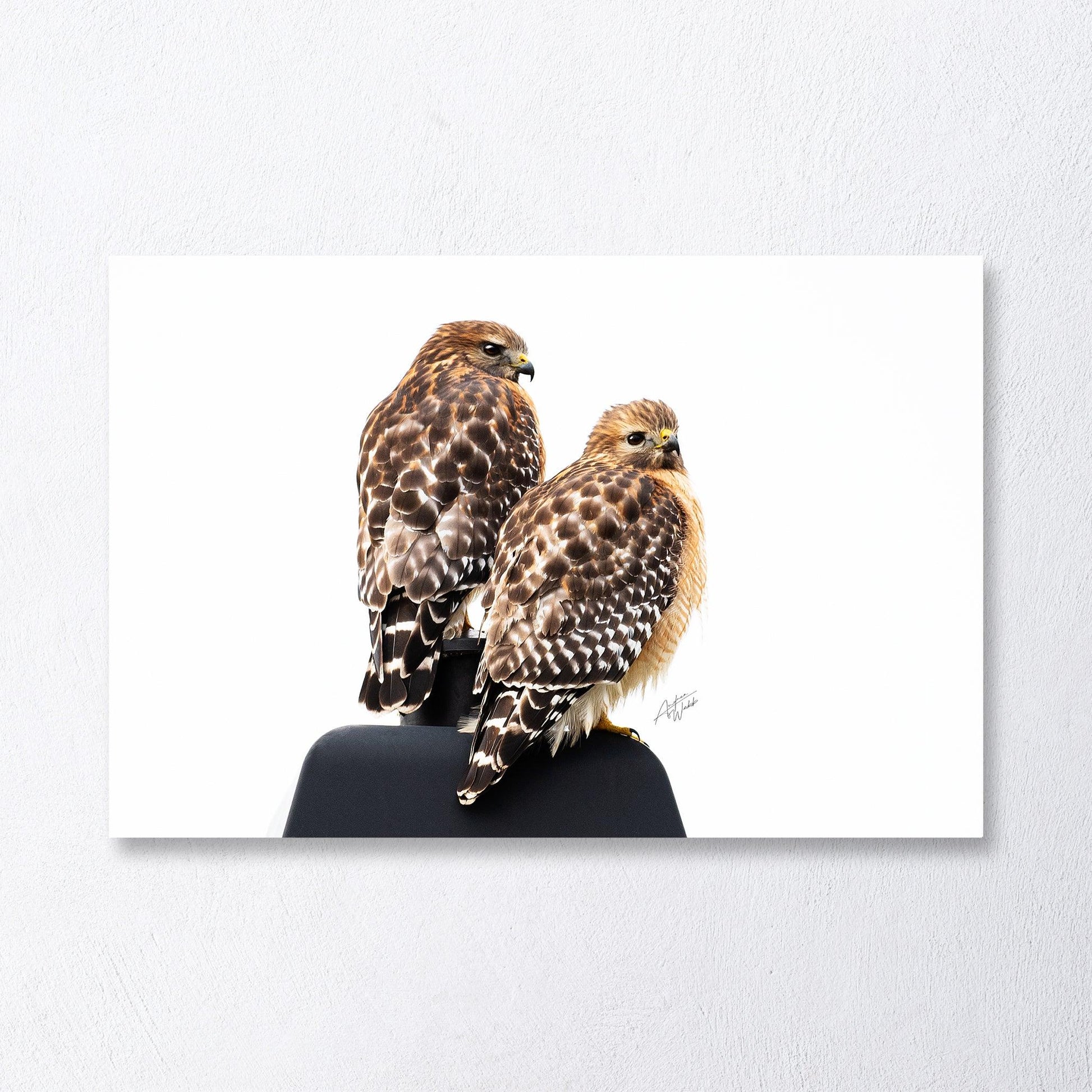 Red-shouldered hawks fine art print on white background
Male and female red-shouldered hawks portrait
Colorful red-shouldered hawks artwork for home decor
North American hawks photography with white backdrop
Elegant red-shouldered hawk print for bird enthusiasts