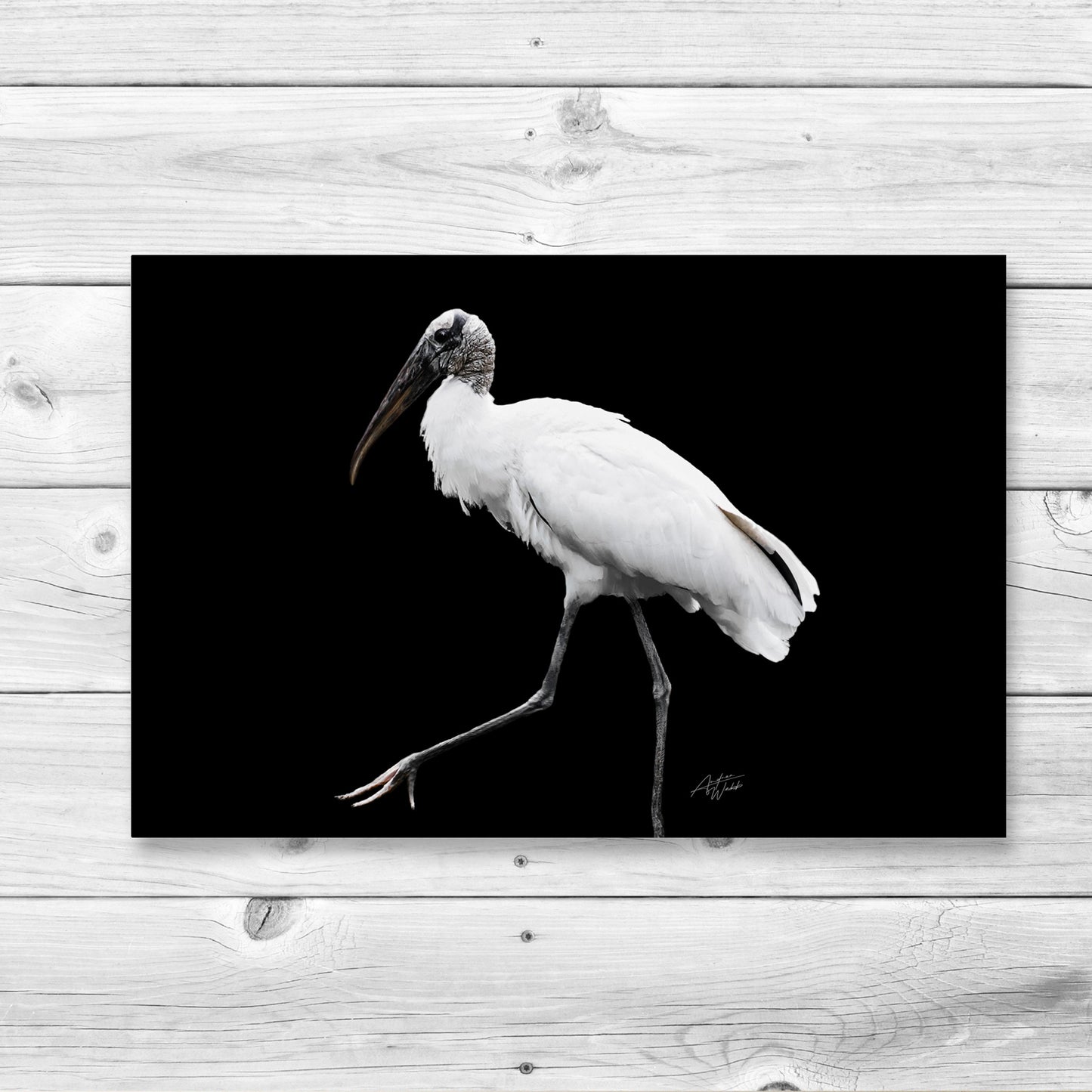 Walking wood stork fine art print on black background
Elegant wood stork portrait with dark backdrop
Wildlife artwork of wood stork for home decor
Graceful wood stork photography on black background
Minimalist wood stork print for nature enthusiasts